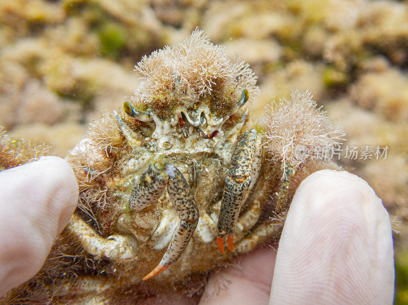 Camposcia retusa，通常被称为蜘蛛装饰蟹或我手中的小丑蟹，Costa Brava，加泰罗尼亚